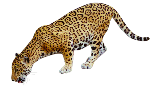 Jaguar Transparent PNG Image