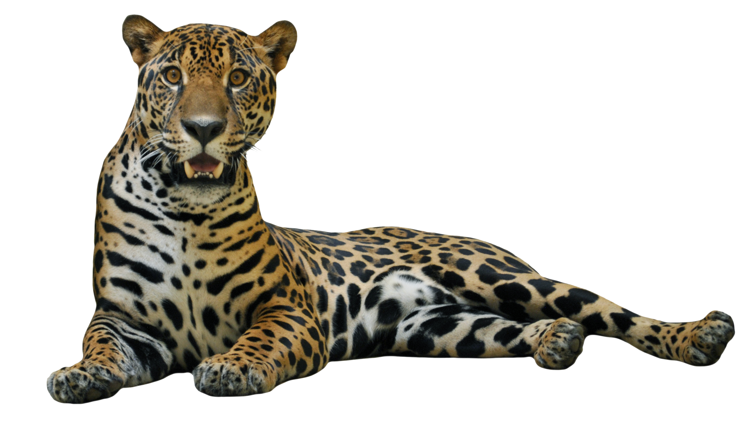 Jaguar Transparent PNG Image