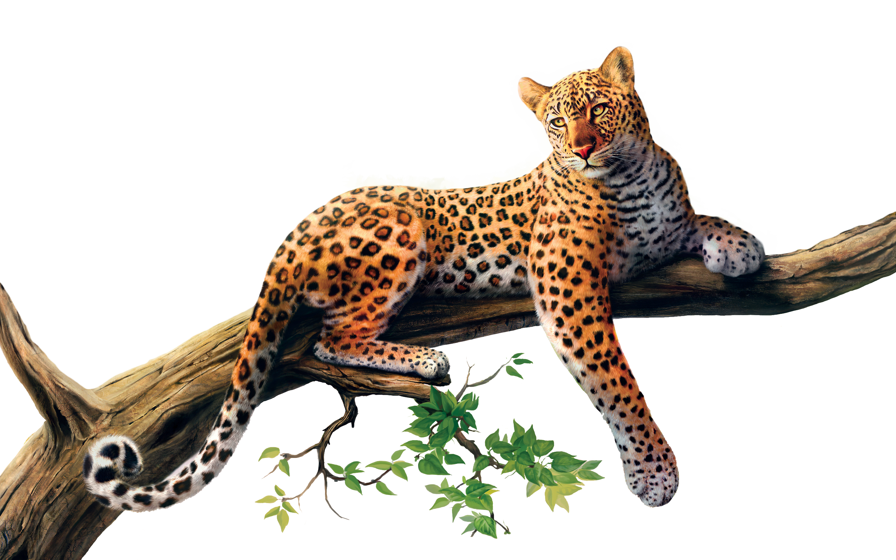 Jaguar Transparent PNG Image
