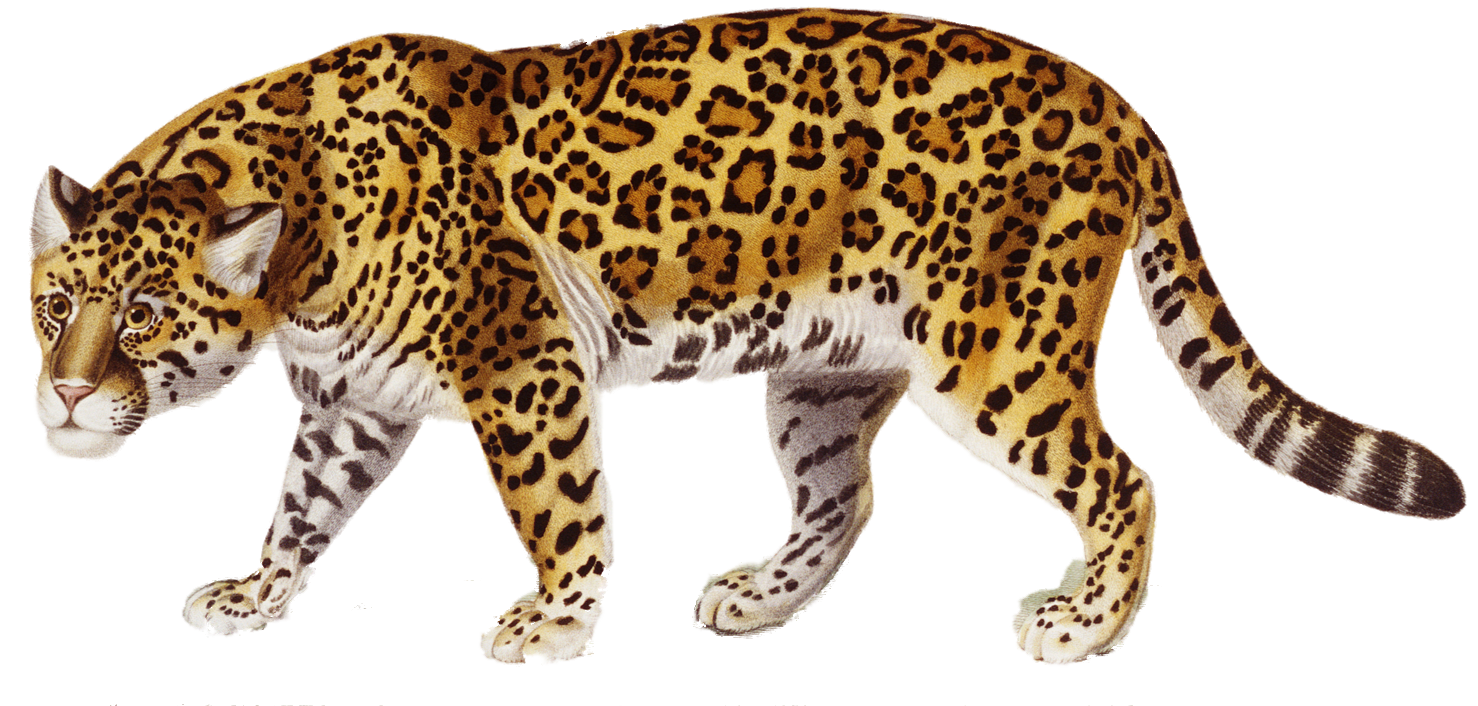 Jaguar Transparent PNG Image