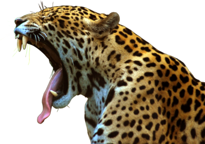 Jaguar File Transparent PNG Image
