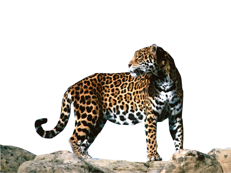 Jaguar Transparent PNG Image