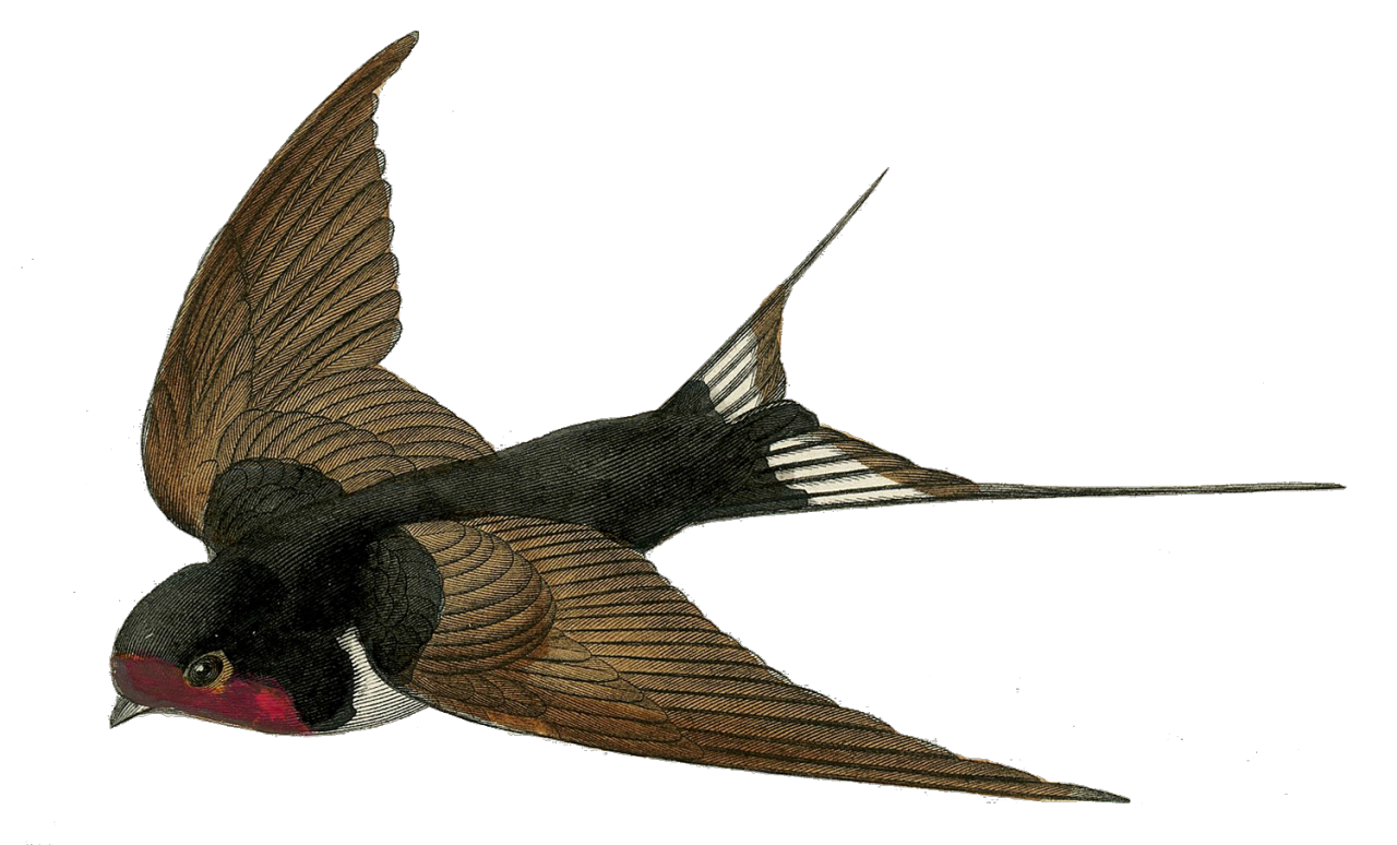 Japan Swallow Bird Illustration Graphics Transparent PNG Image