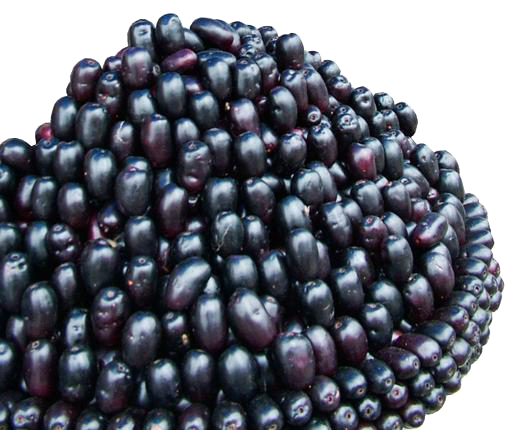 Jamun Java Plum Transparent PNG Image