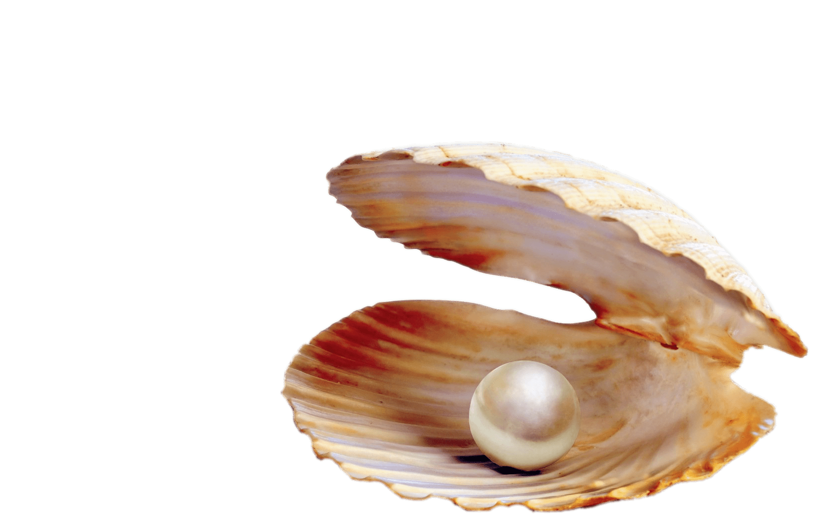 Pearl Transparent PNG Image