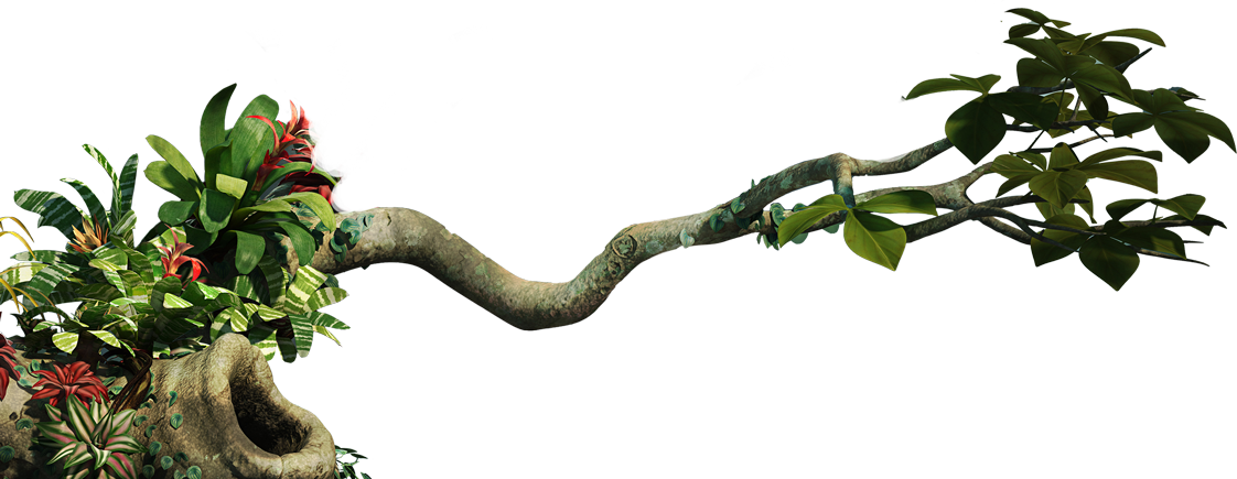 Jungle Transparent PNG Image