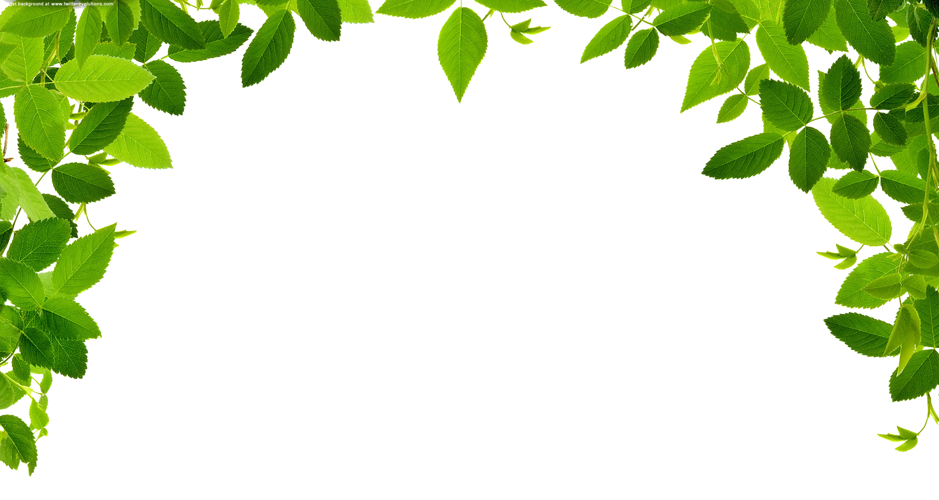 Jungle Border Transparent PNG Image