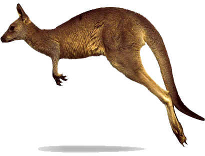 Kangaroo Transparent PNG Image