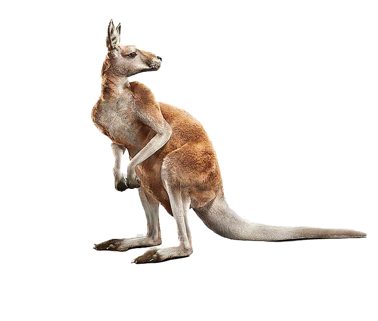 Kangaroo Joey Transparent PNG Image