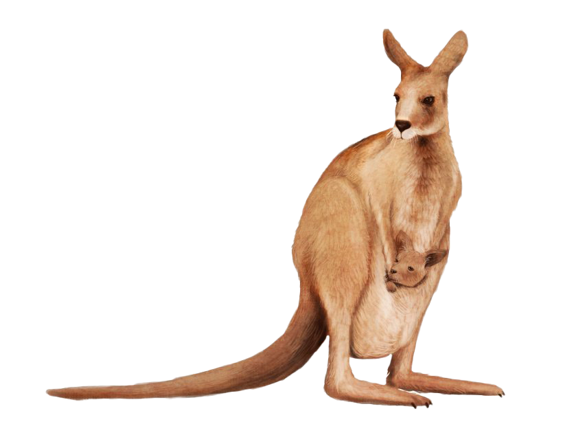 Kangaroo Joey Transparent PNG Image