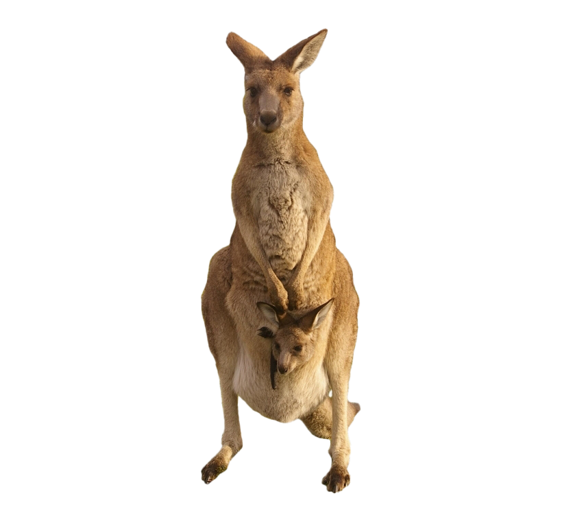 Kangaroo Joey Transparent PNG Image