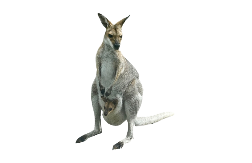 Kangaroo Joey Transparent PNG Image