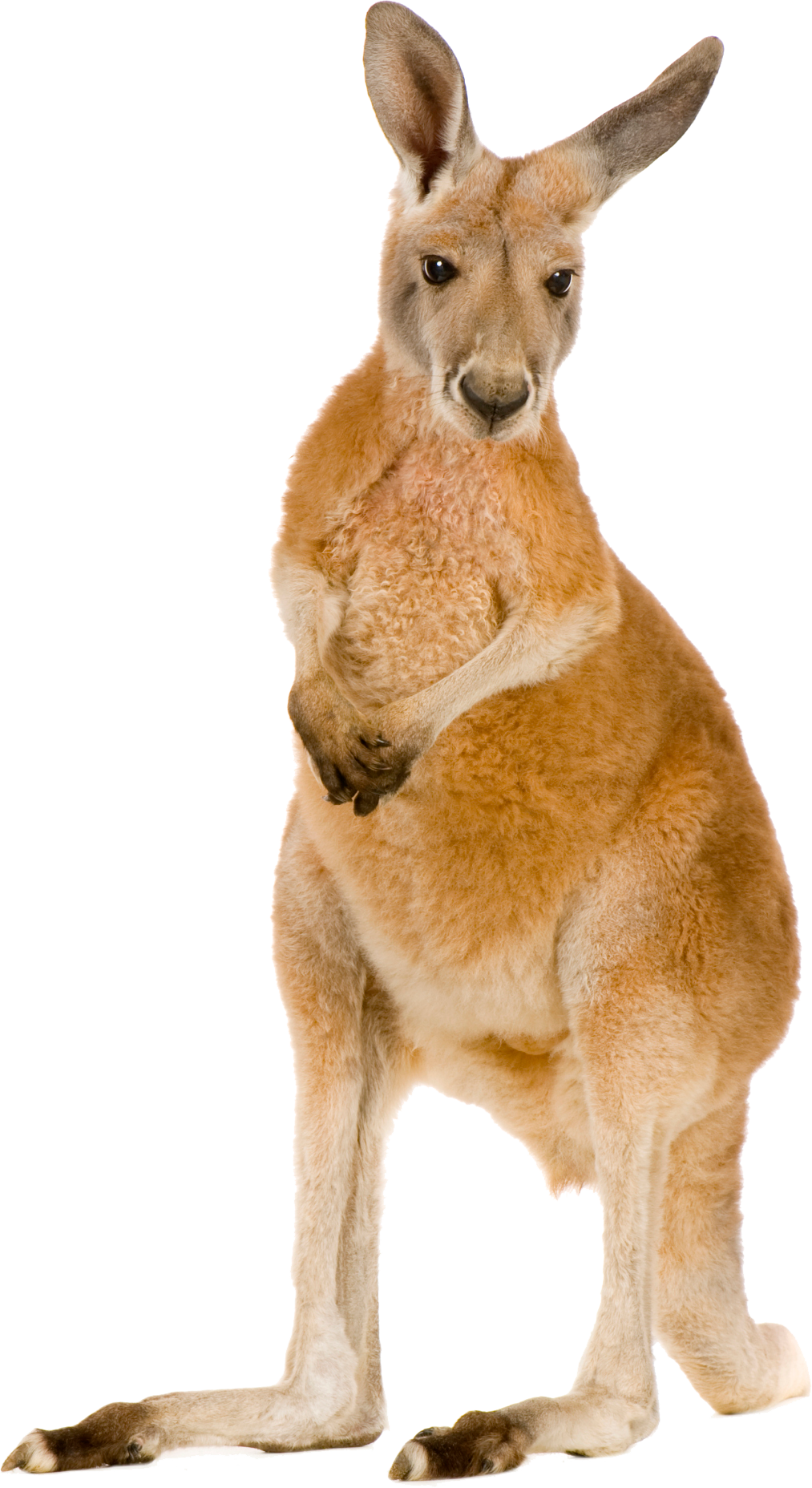 Kangaroo Joey Transparent PNG Image