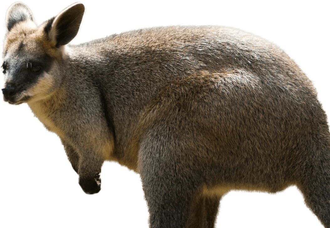 Wallaby Kangaroo Transparent PNG Image