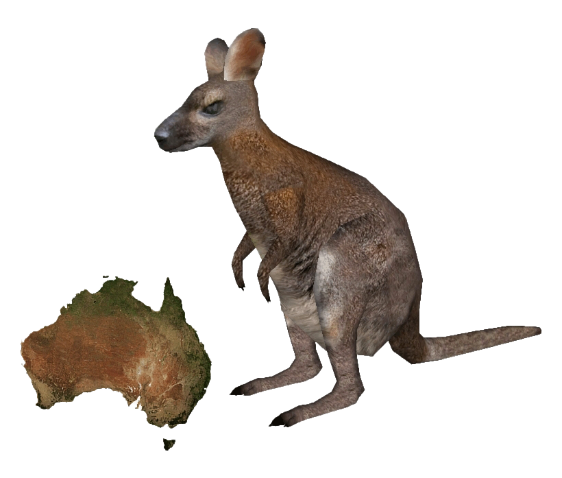 Wallaby Kangaroo Transparent PNG Image