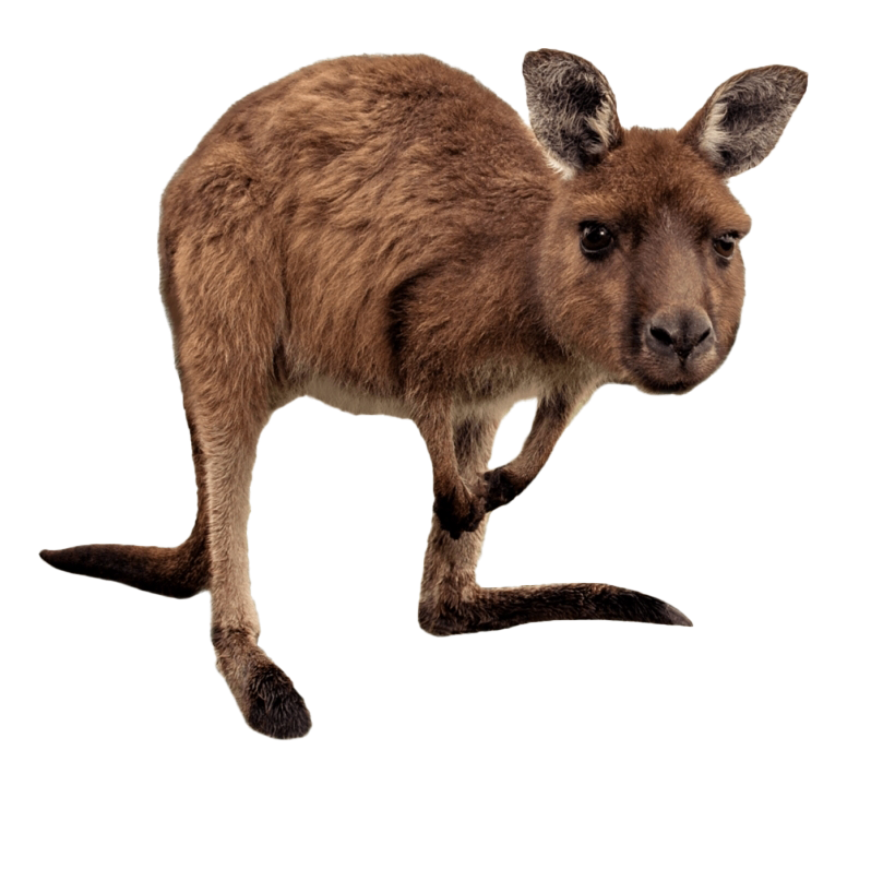 Wallaby Kangaroo Transparent PNG Image