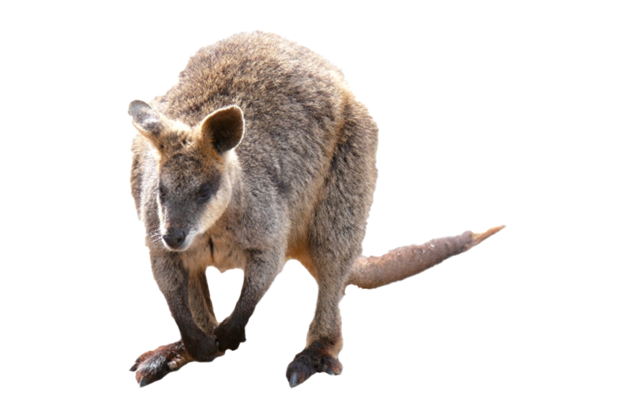 Wallaby Kangaroo Transparent PNG Image