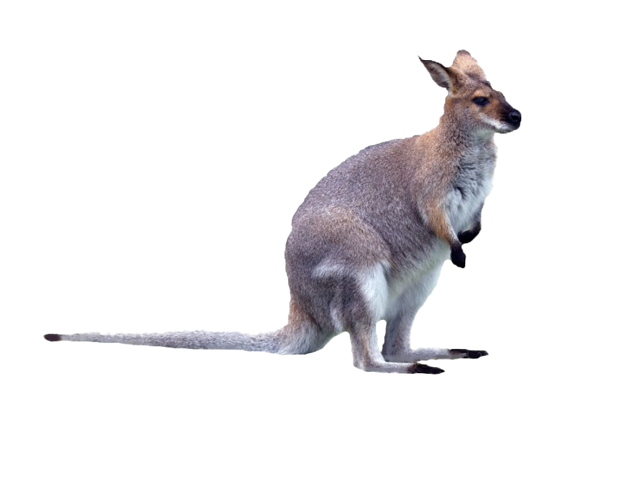 Wallaby Kangaroo Transparent PNG Image