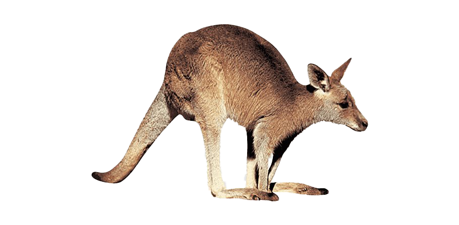 Wallaby Kangaroo Transparent PNG Image