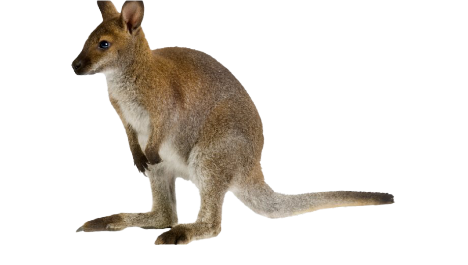 Wallaby Kangaroo Transparent PNG Image