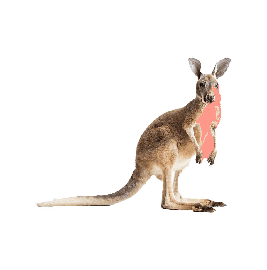 Wallaby Kangaroo Transparent PNG Image
