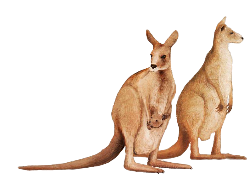 Wallaby Kangaroo Transparent PNG Image