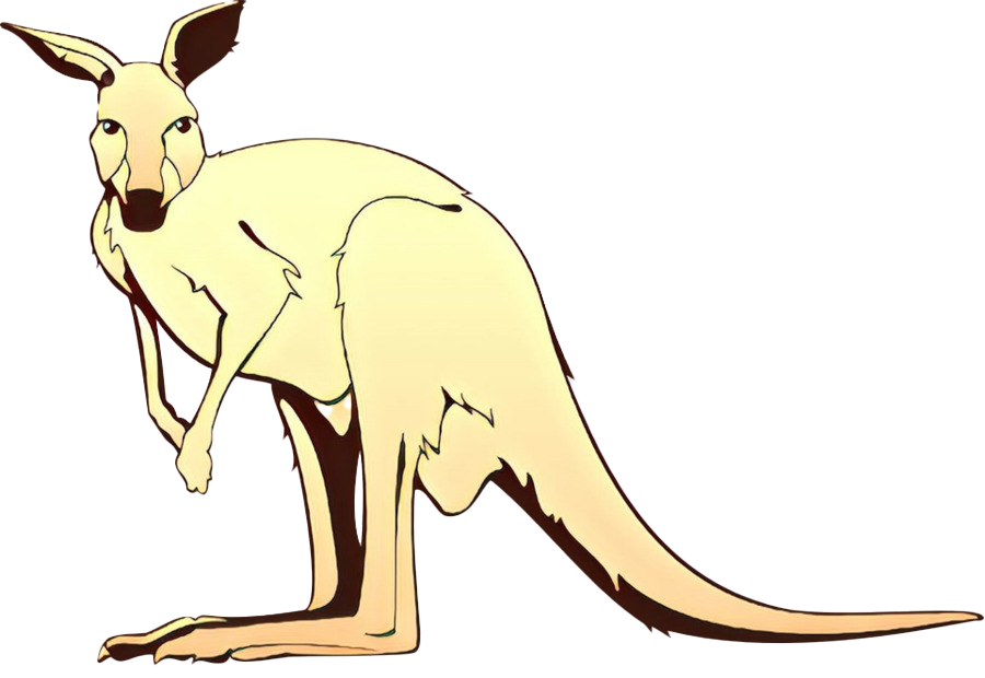 Wallaby Kangaroo Transparent PNG Image