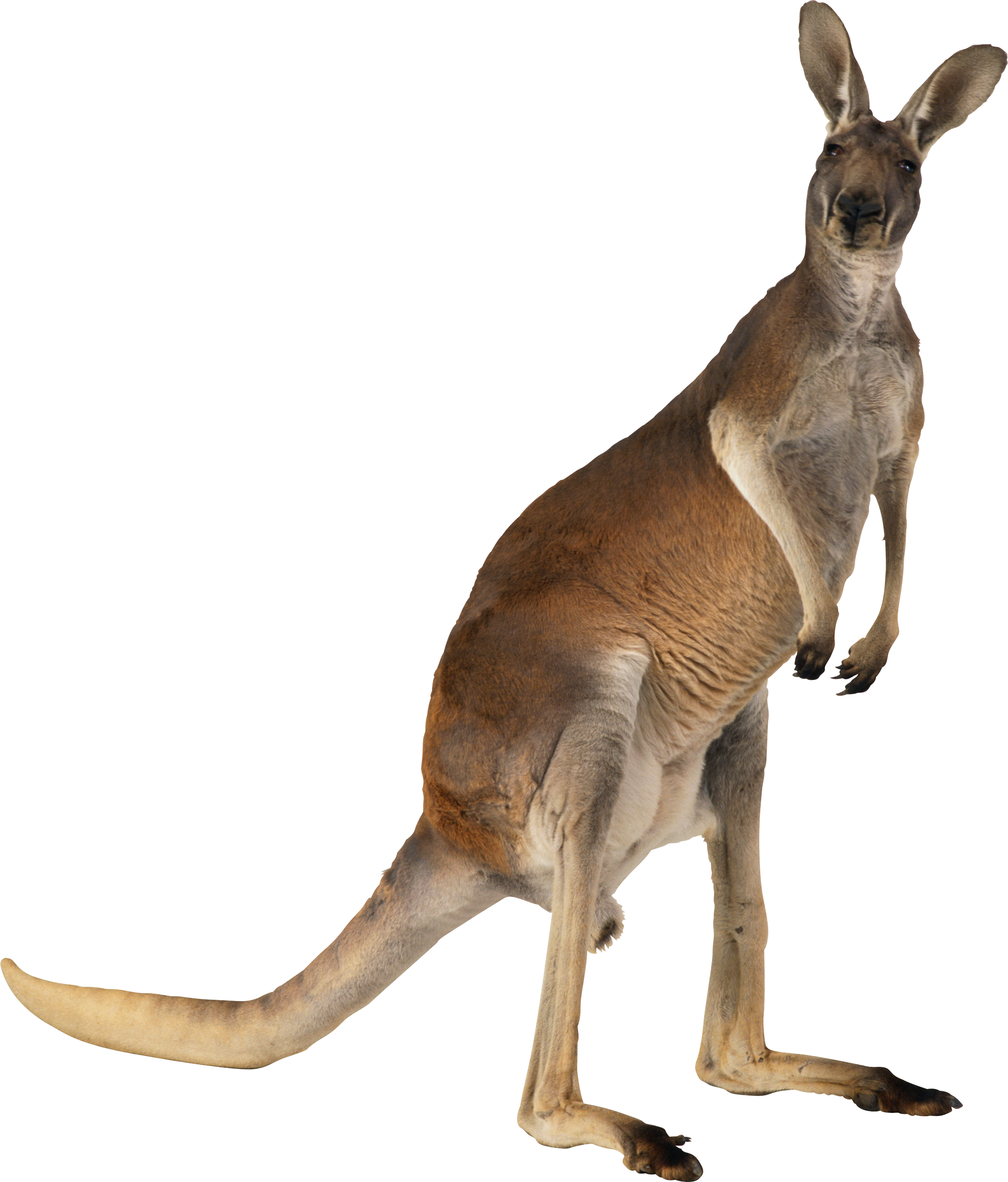 Kangaroo Transparent PNG Image