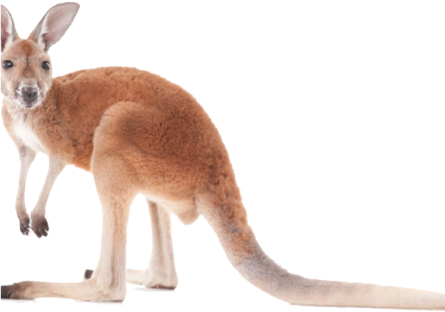 Kangaroo Transparent PNG Image