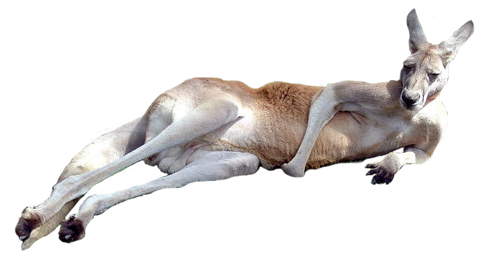 Wild Kangaroo Transparent PNG Image