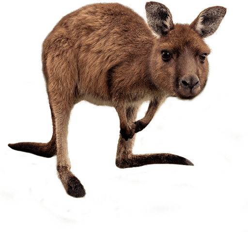 Wild Kangaroo Transparent PNG Image