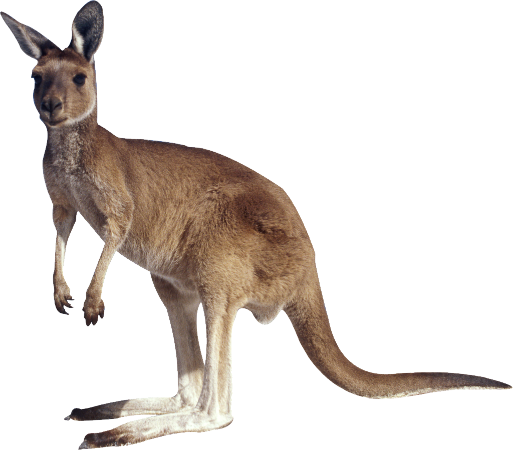 Wild Kangaroo Transparent PNG Image