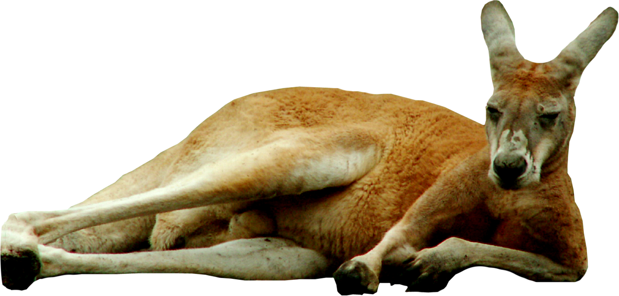 Wild Kangaroo Transparent PNG Image