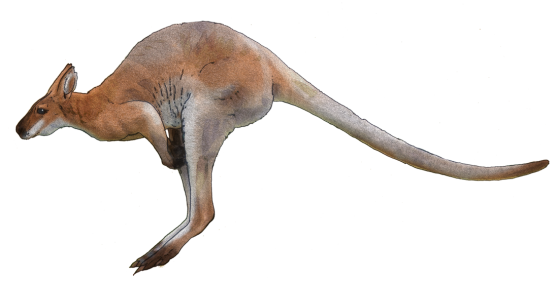 Wild Kangaroo Transparent PNG Image