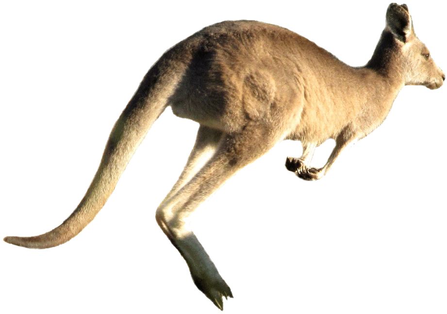 Wild Kangaroo Transparent PNG Image
