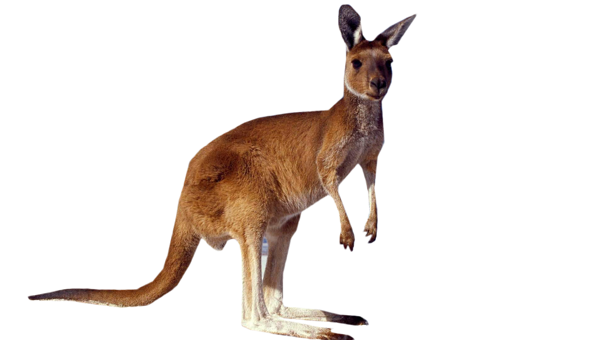 Wild Kangaroo Transparent PNG Image