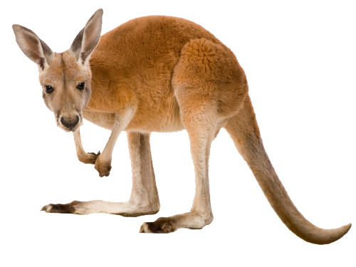 Wild Kangaroo Transparent PNG Image