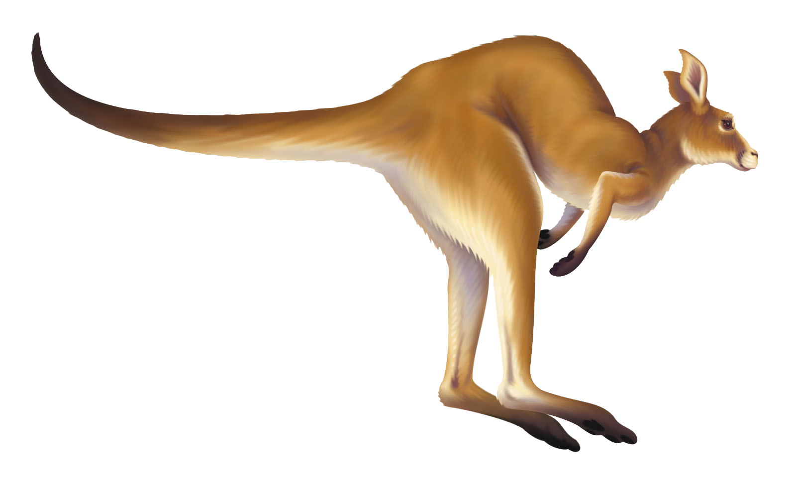 Kangaroo Transparent PNG Image