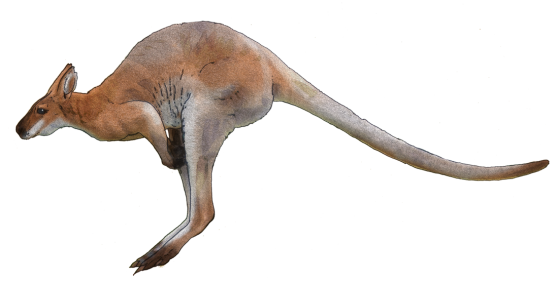 Kangaroo Transparent PNG Image