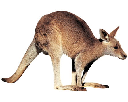 Kangaroo Transparent PNG Image