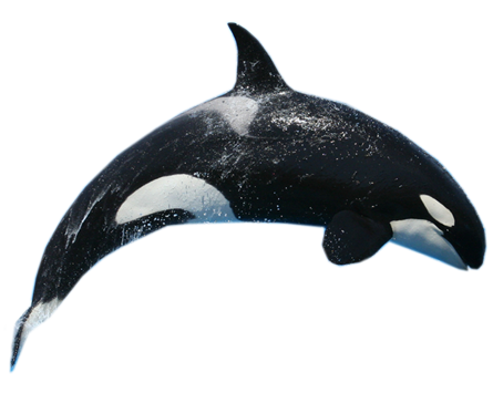 Killer Whale Transparent PNG Image