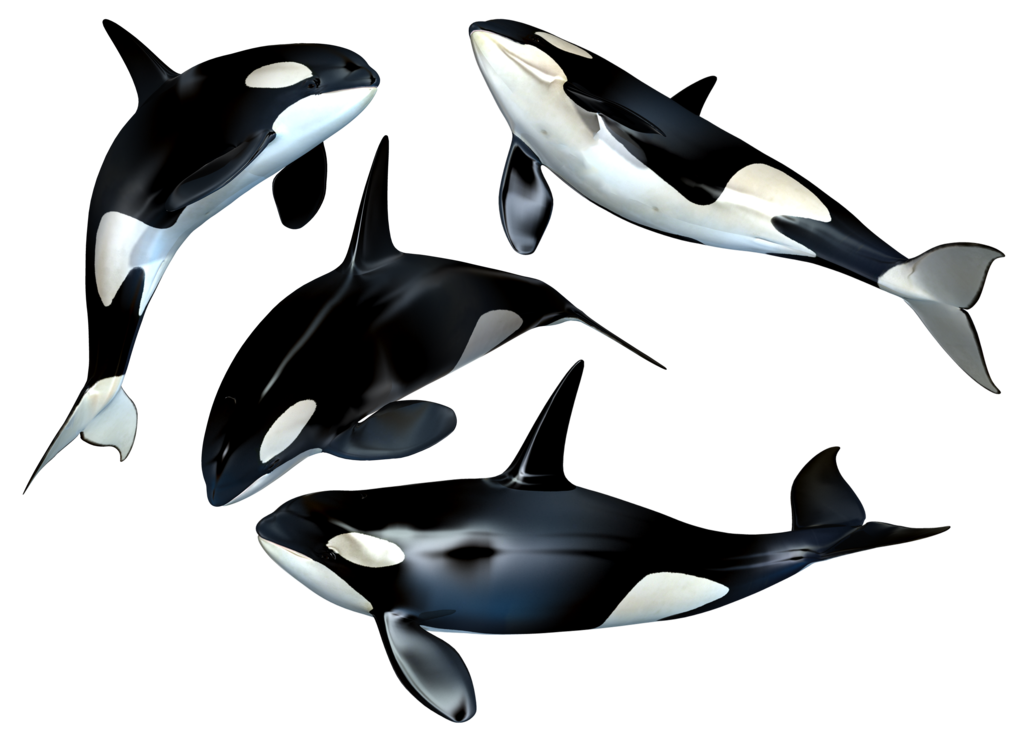 Killer Whale Transparent PNG Image