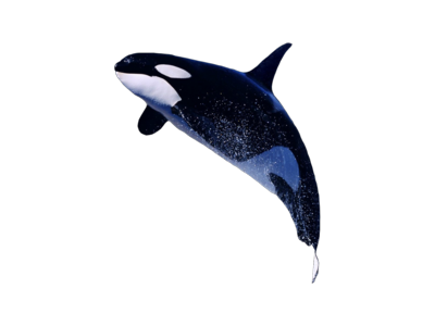 Killer Whale File Transparent PNG Image
