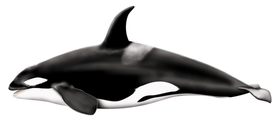 Killer Whale Transparent PNG Image