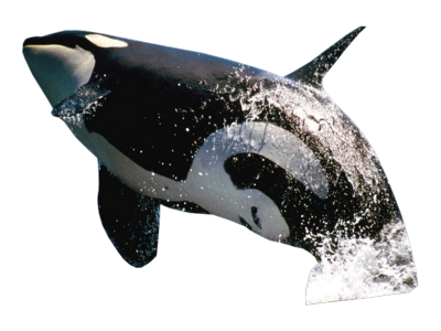 Killer Whale Transparent PNG Image