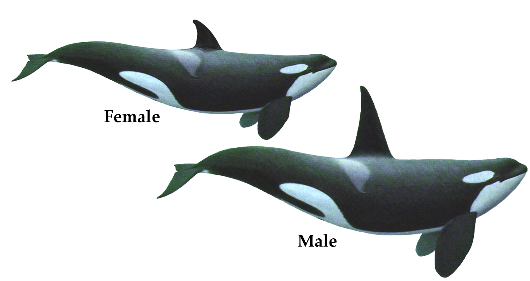 Killer Whale Transparent PNG Image