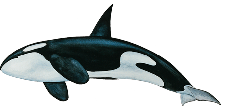 Killer Whale Transparent PNG Image