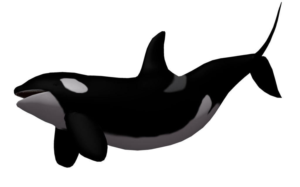 Killer Whale Transparent PNG Image