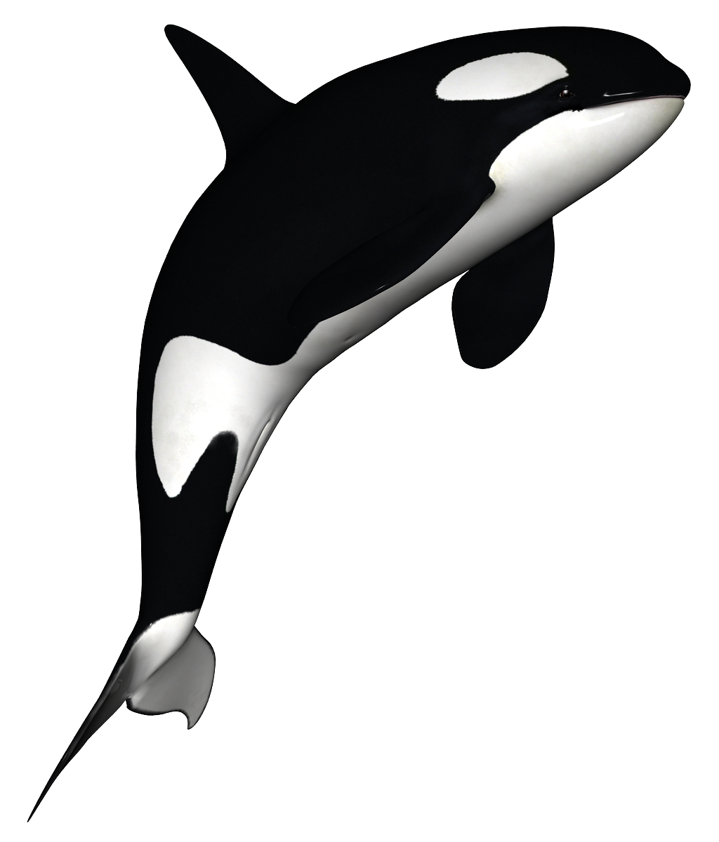 Killer Whale Transparent PNG Image