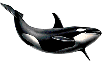 Killer Whale Transparent PNG Image